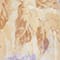 CREAM/ ECRU/ LIGHT PURPLE