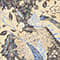 GELB/ SCHWARZ/ BLAU
