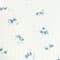 WEISS/ BLAU