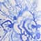 WEISS/ BLAU/ HELLBLAU