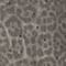 P9132 Grey chic animalier
