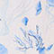 WEISS/ DUNKELBLAU/ HELLBLAU