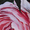 SCHWARZ/ GELB/ PINK