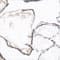 WEISS/ DUNKELBLAU/ BEIGE