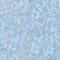 HELLBLAU