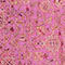 ROSE FUCHSIA/ MARRON CLAIR/ FUCHSIA