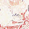 CREAM/ LIGHT PURPLE/ DARK RED