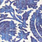 BLAU/ ECRU