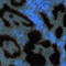 BLAU/ DUNKELBRAUN