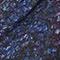 DARK BLUE/ PURPLE