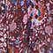 ROUGE FONCÉ/ BLEU/ LILAS CLAIR