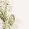 BLANC/ VERT CLAIR