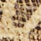 BEIGE/ BLACK
