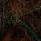 DARK BROWN/ GREEN