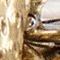 GOLD / SILBER / DUNKELROT
